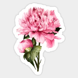 Loose Watercolor Peony 3 Sticker